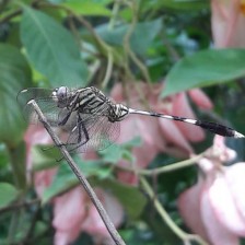The things a dragonfly can teach us